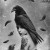 ExhumedRaven
