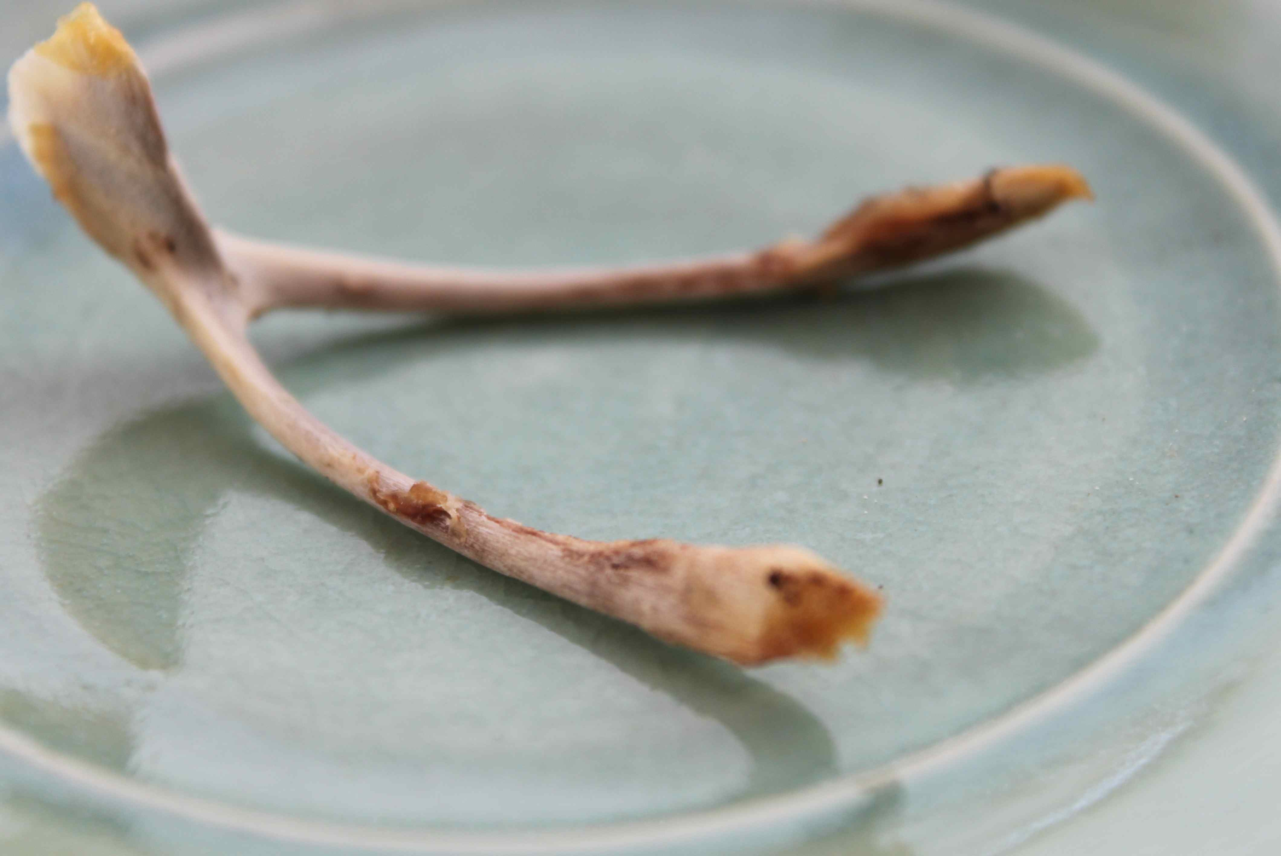 A Wishbone Tale